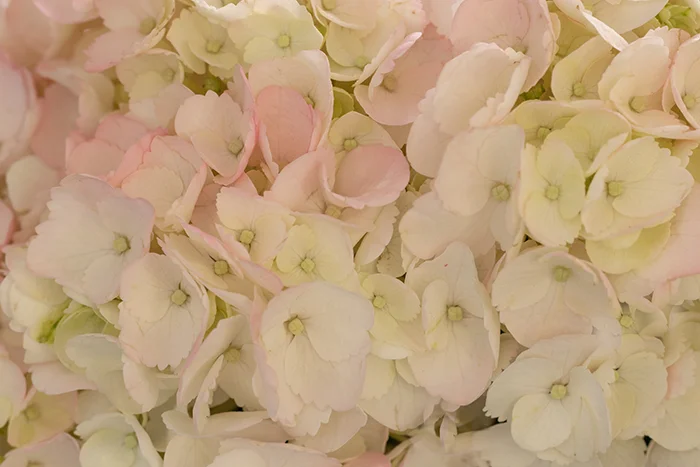Pink-White Bigleaf Hydrangea Macrophylla-Resized-7285.jpg