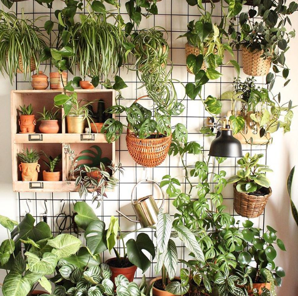 collection of plants on a wall source