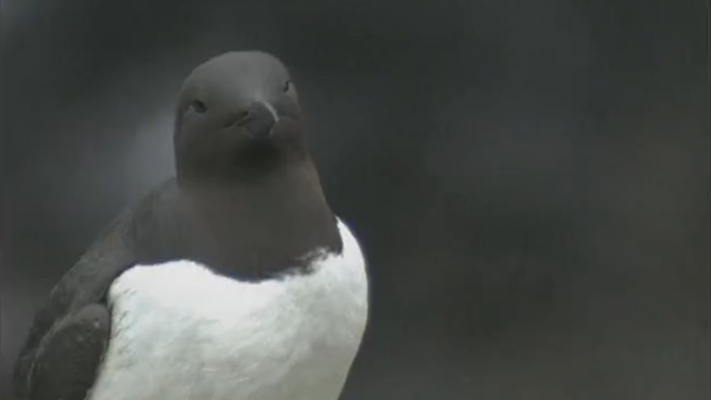 RETURNING HOME Dedicated scientists worked with local schools and government agencies to restore Common Murres to their ancestral home.