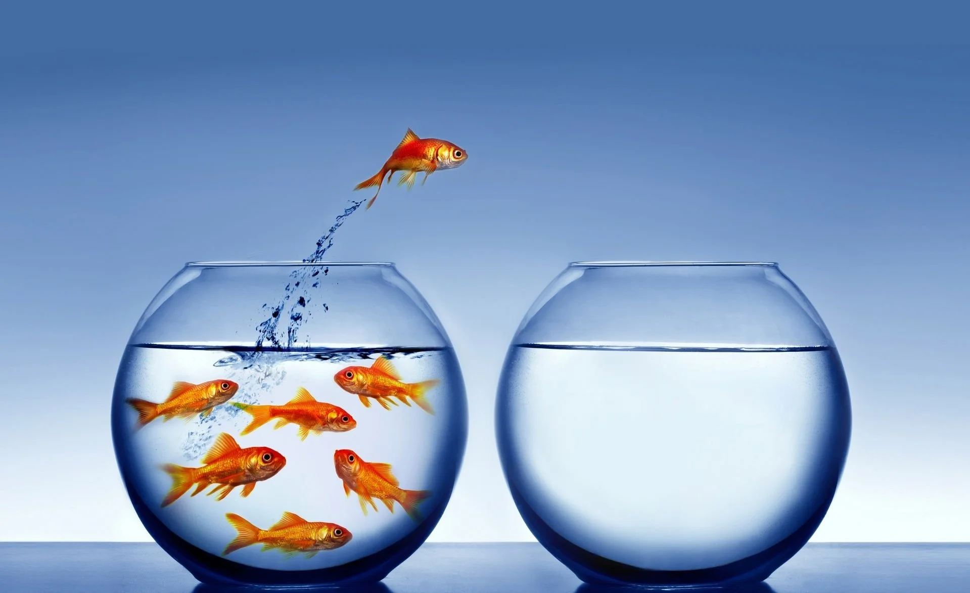 animals_other_think-different_68652.jpg