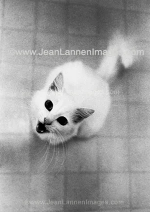 8 catmeow300.jpg