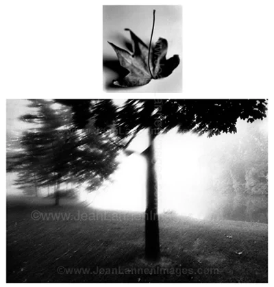 9 LeafTreeCombo400.jpg