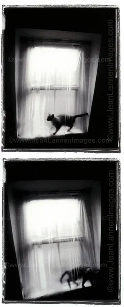 13 CatsDouble250.jpg