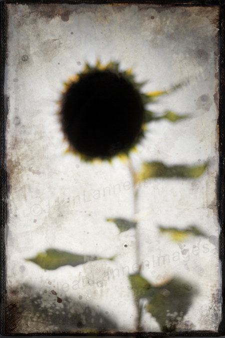The Black Sun