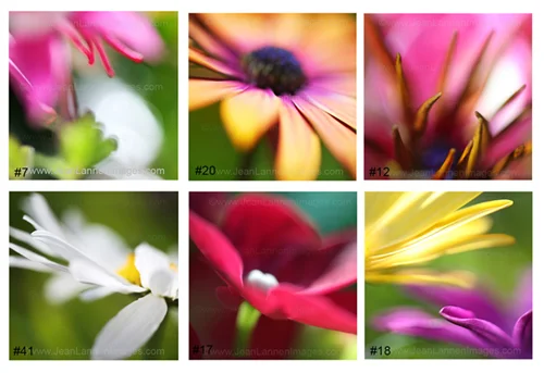 16 FloraNewMixMatchGroupSmall.jpg
