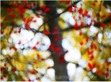 16 SoloTreeRedSpots450.jpg