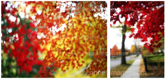 17 DoubleTreesRedYellow550.jpg