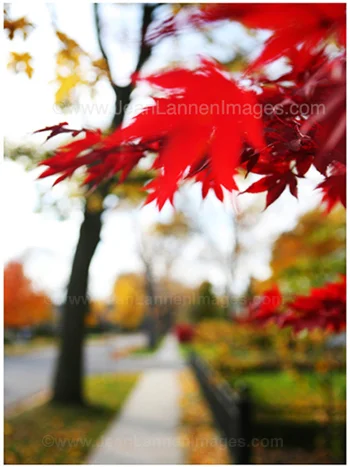 18 SoloRedLeafTree350.jpg
