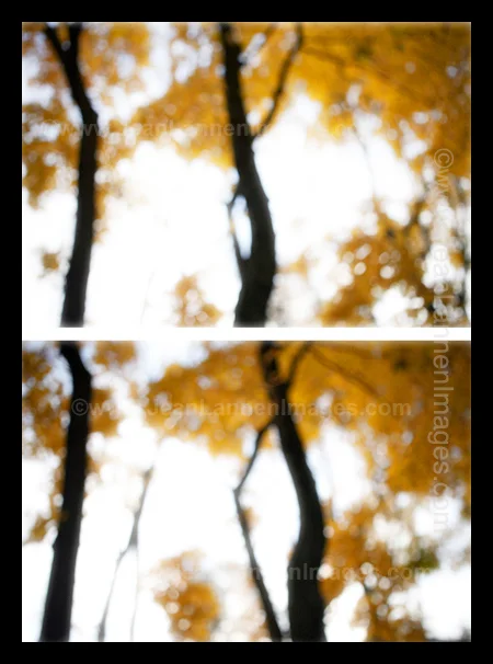 25 BhmDblgYellowTrees450.jpg