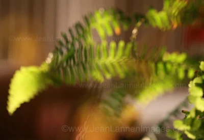 29 JungleFern400.jpg