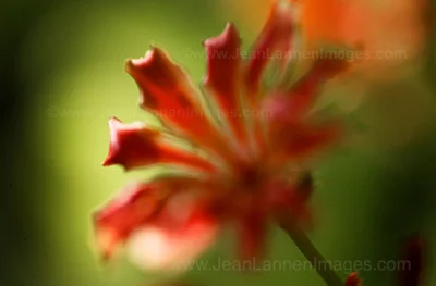 30 JungelFlower400.jpg