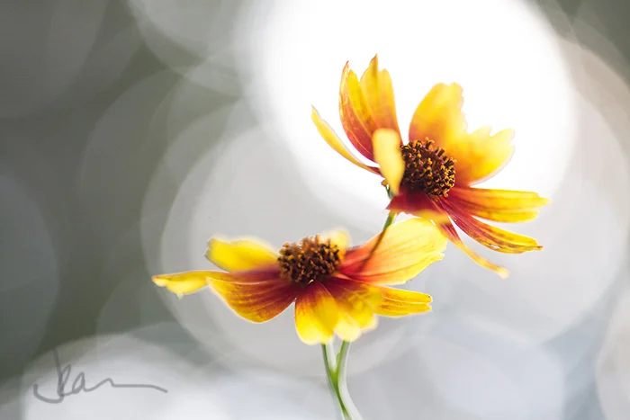2-DaisyDancers 700 wide ss.jpg
