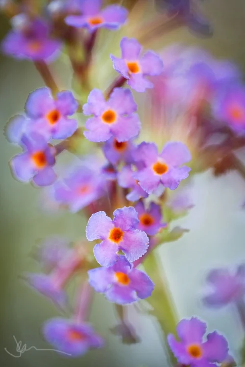 2122 butterfly bush 700 ss.jpg