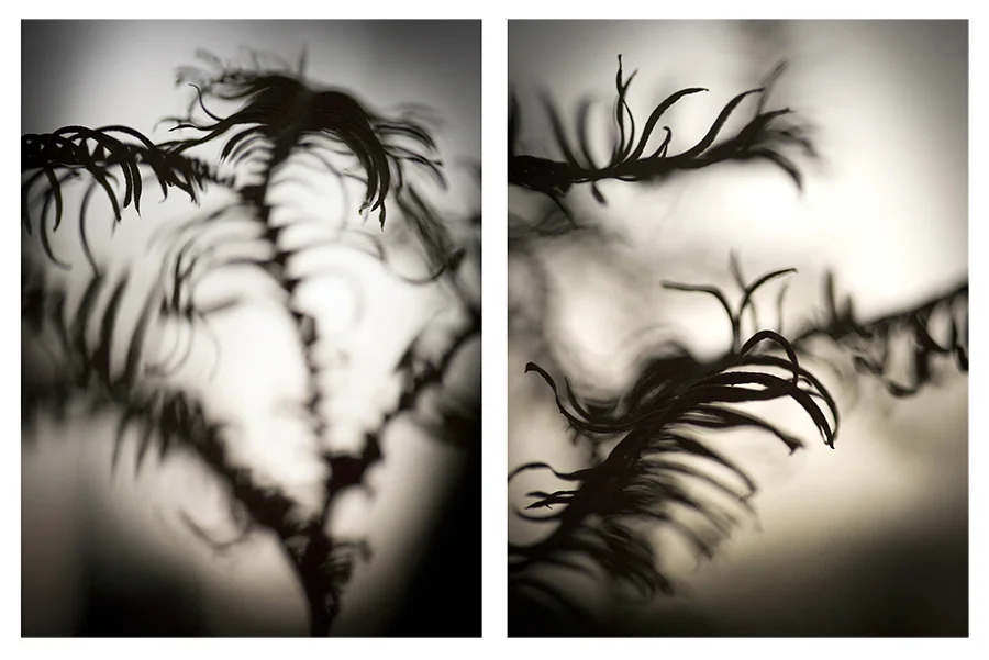 DBL Fern Fossil 16x20 Hite for SS.jpg
