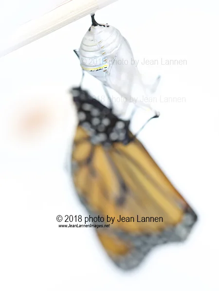 monarch on clear pod SS small.jpg