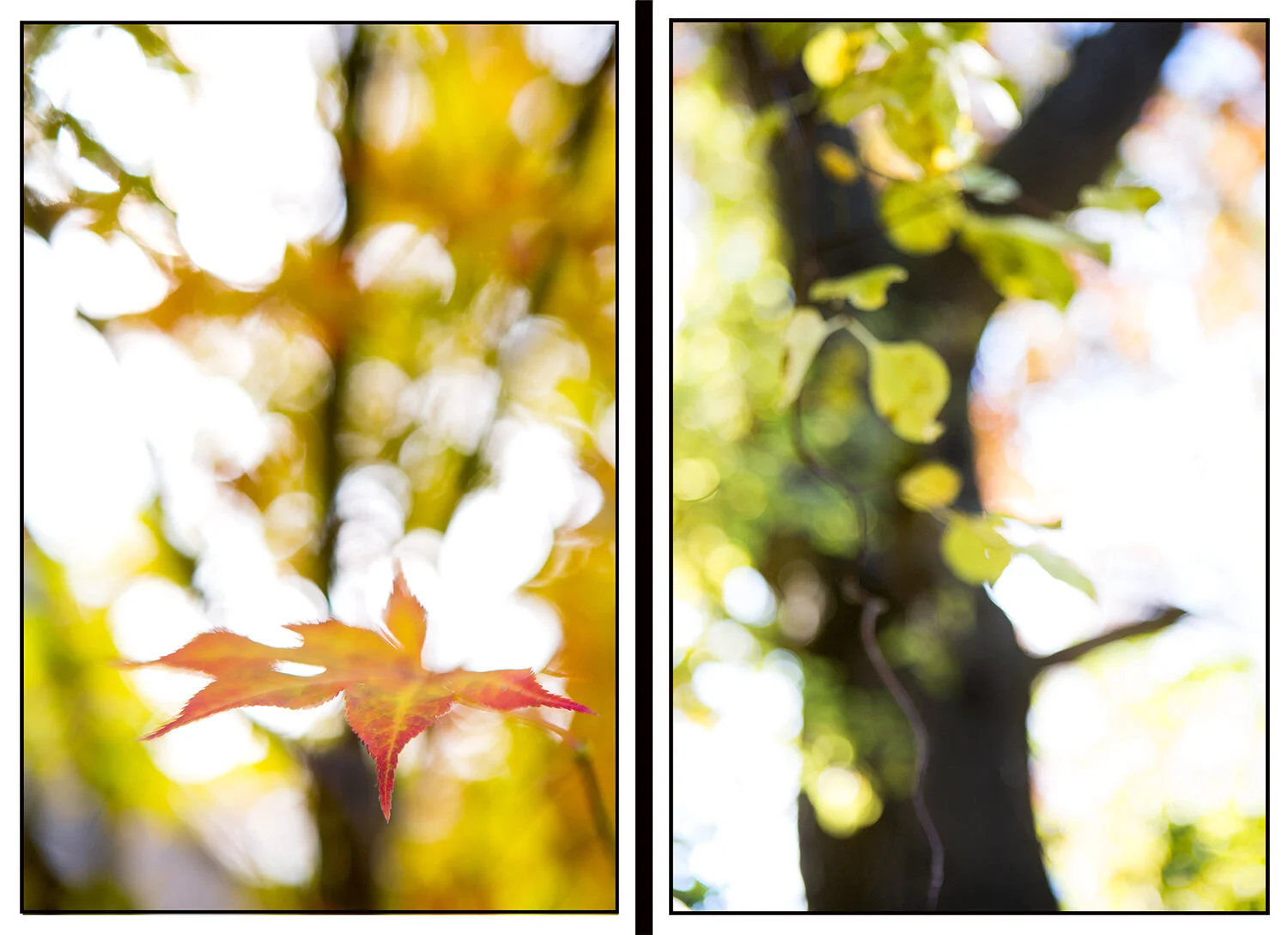 DBL Tree indecis light 5 web use.jpg