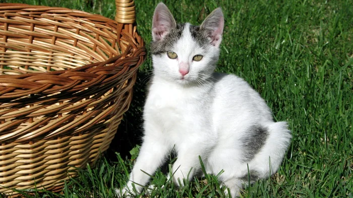 kitten_basket.jpg