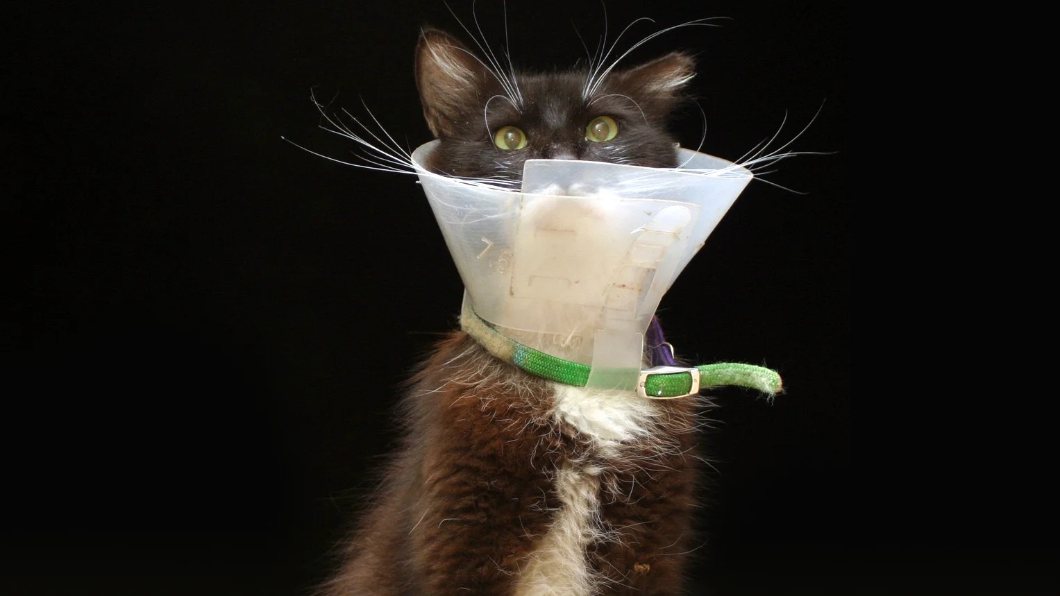 why does my cat keep biting himself