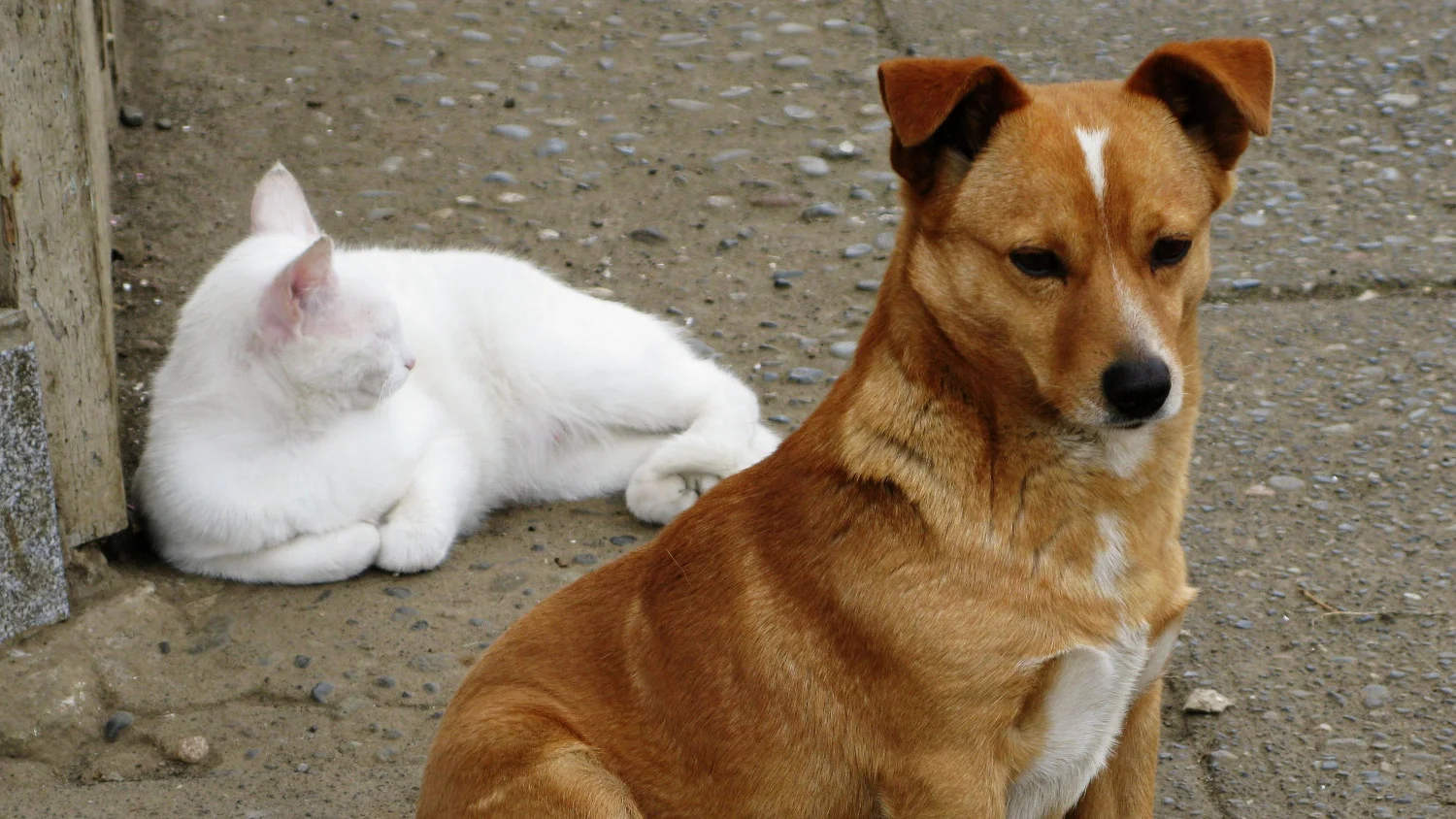 cat-dog.jpg