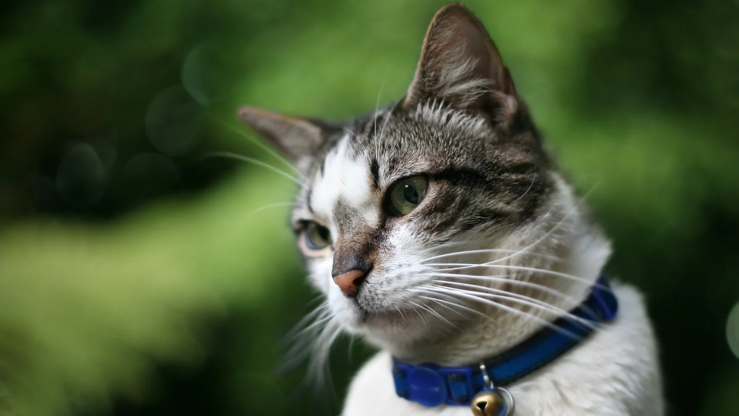 соло майская кошка. европейская кошка табби в профиль и анфас. морда кота. кот сидит спиной. серая кошка морда.