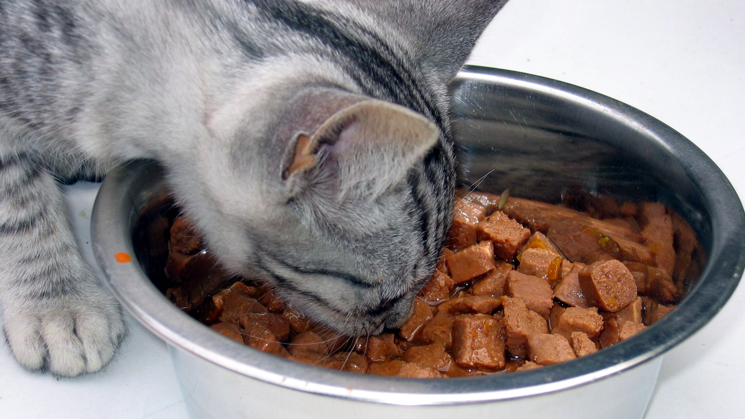 How do I Transition My Cat From Dry Food to Wet Food? — Kitty Help Desk