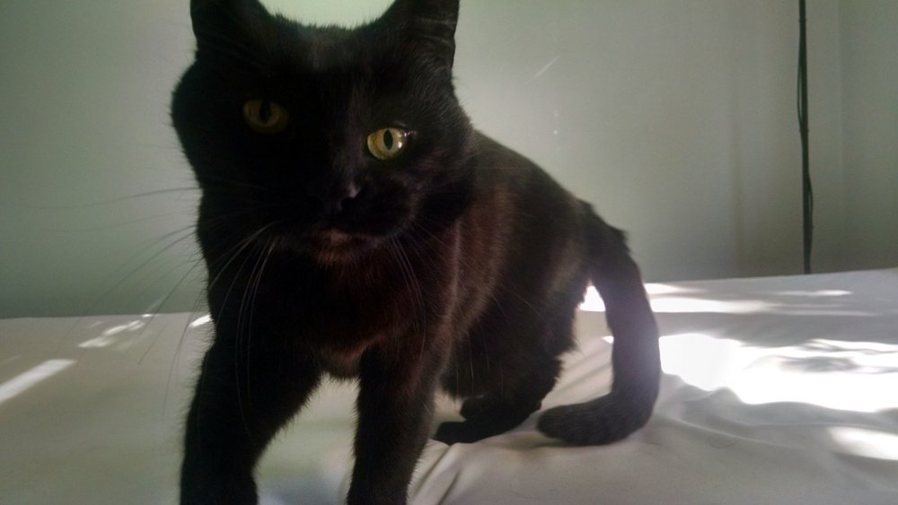 Help My Cat Is Bow Legged Kitty Help Desk