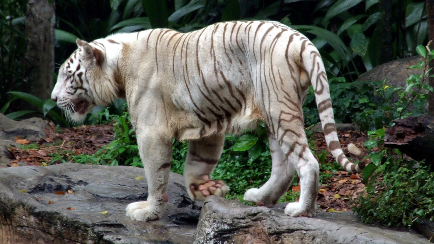 Why Is There Baggy Skin On My Cat S Belly Kitty Help Desk