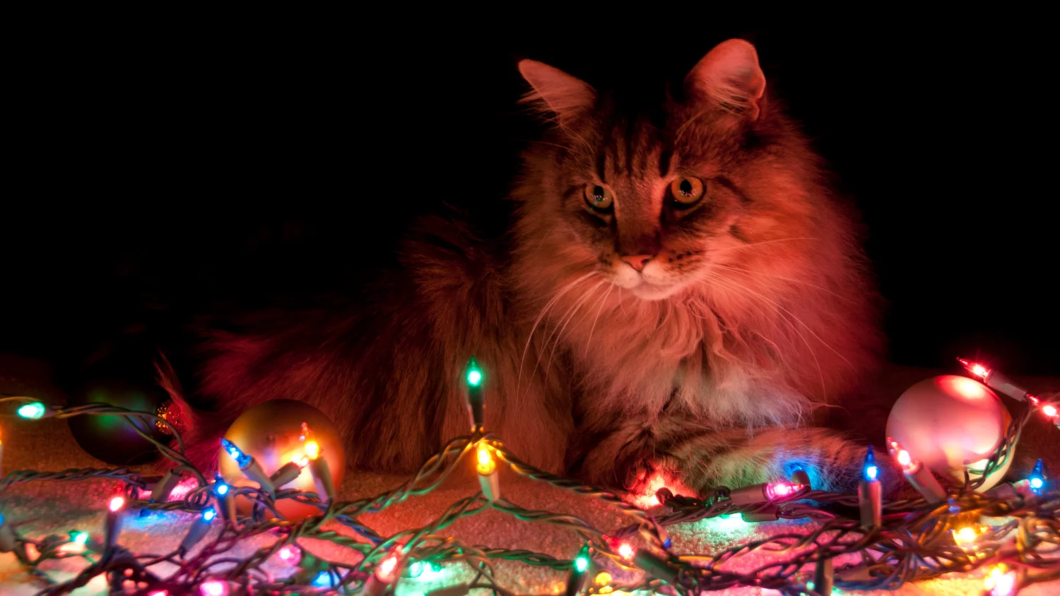 xmas-lights-cat.jpg
