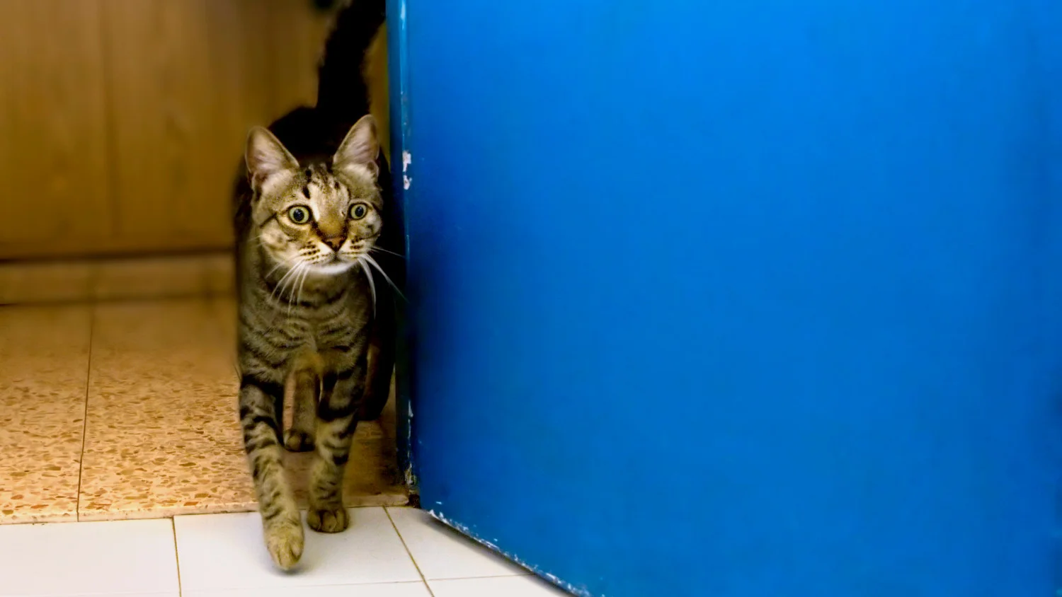 cat keeps running outside