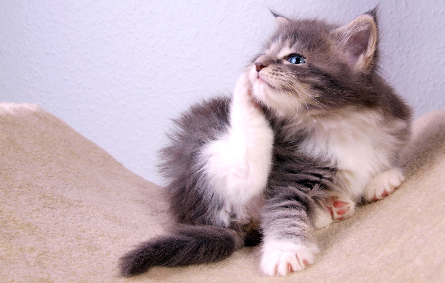 cat-scratch.jpg