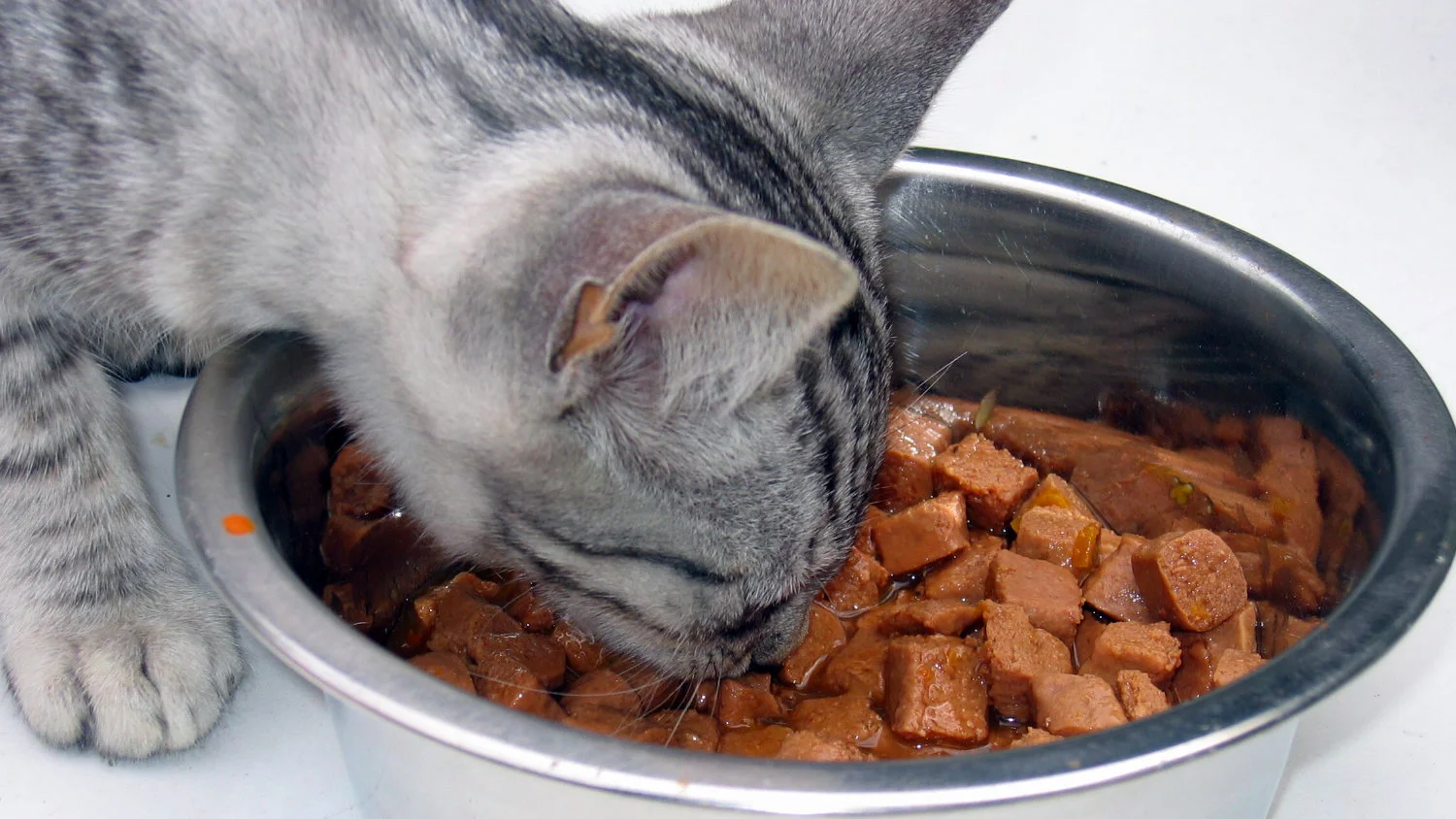 cats favorite snacks