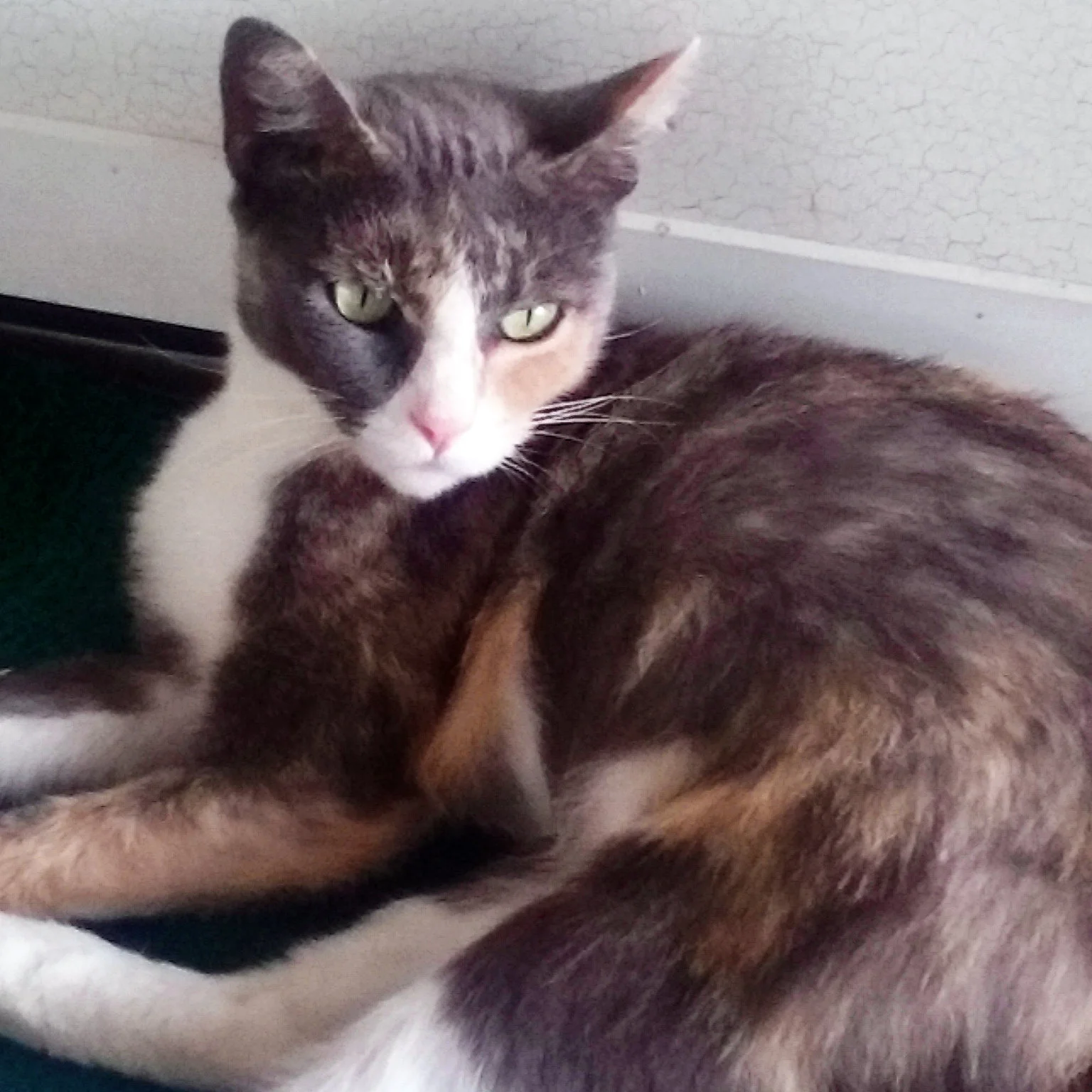 Ms. Kitty