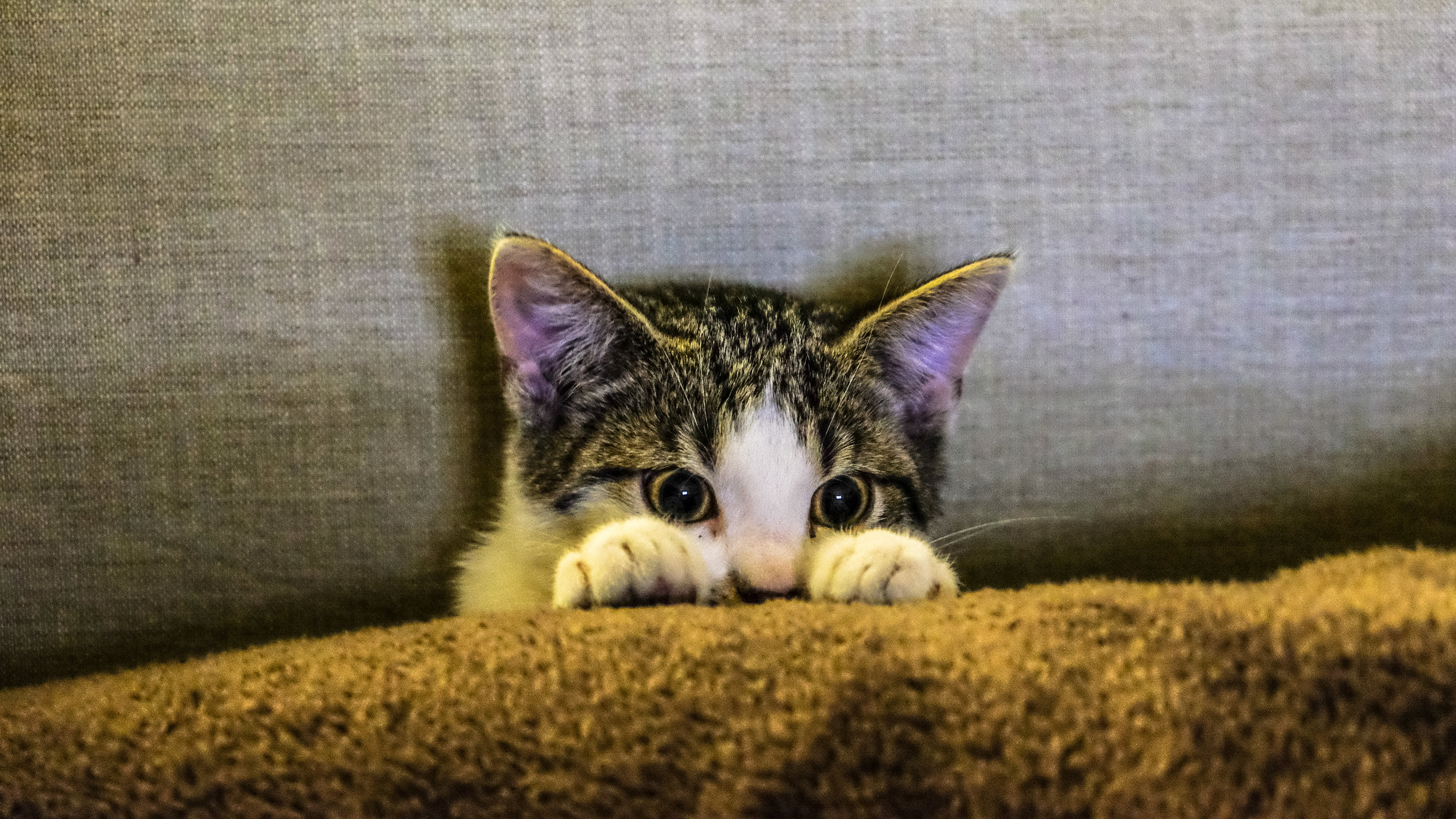 Scaredy Cat: Helping Cats and Kittens with Fear