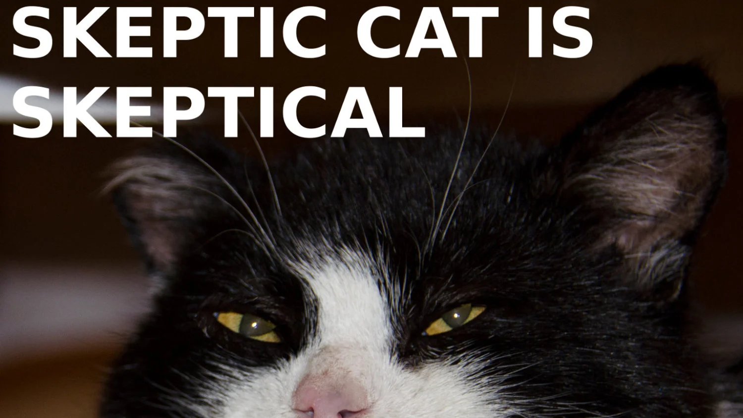 skeptic-cat-16x9.jpg