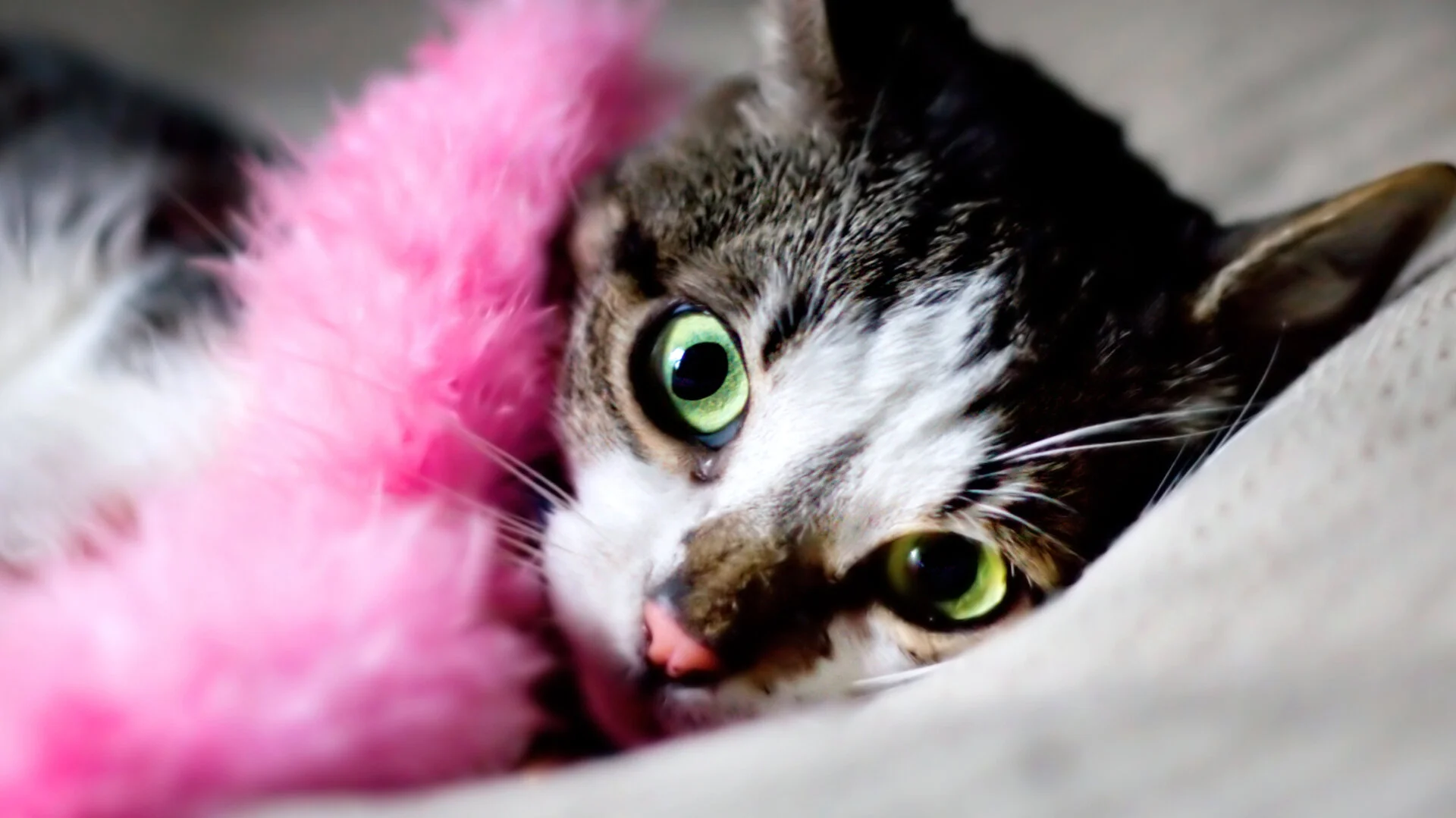 Why Does My Cat Carry a Toy Around & Meow? — Kitty Help Desk