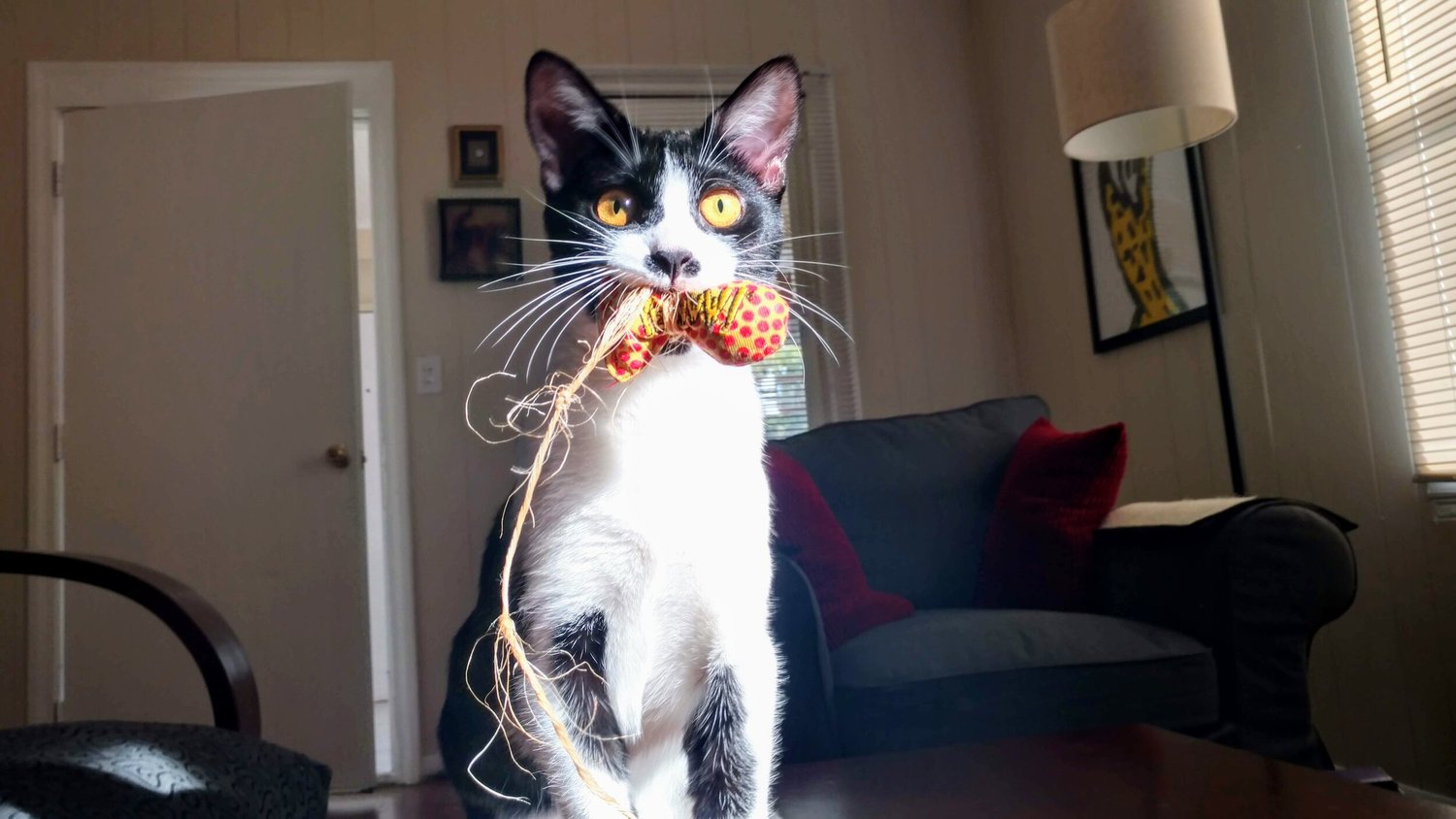 Why Do Cats Yell When Carrying a Toy: Surprising Reasons Explained