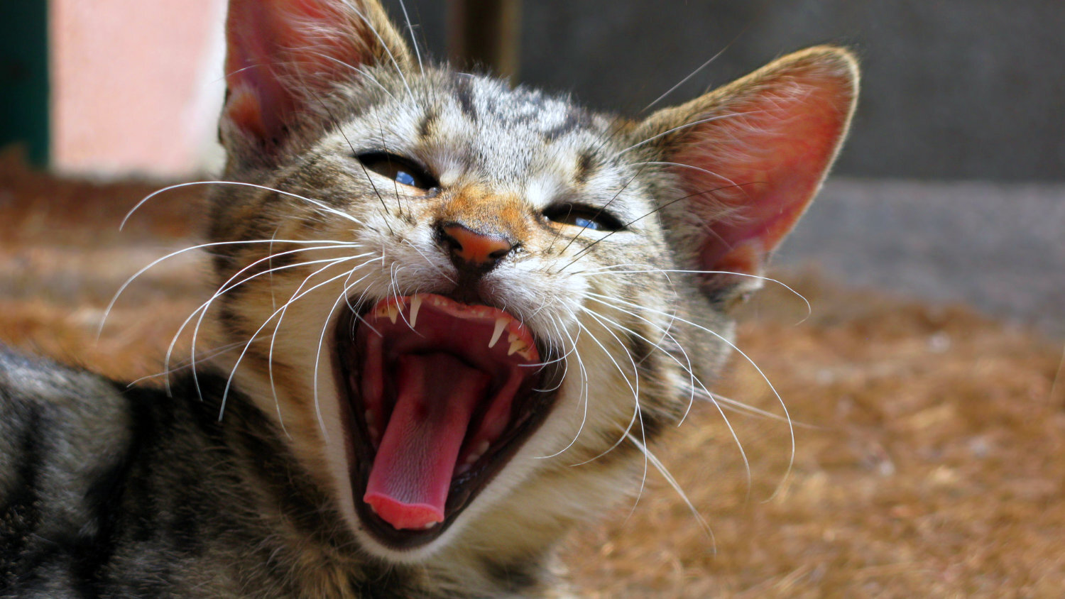 Cats meowing very loudly ( Very Angry Cats ) 