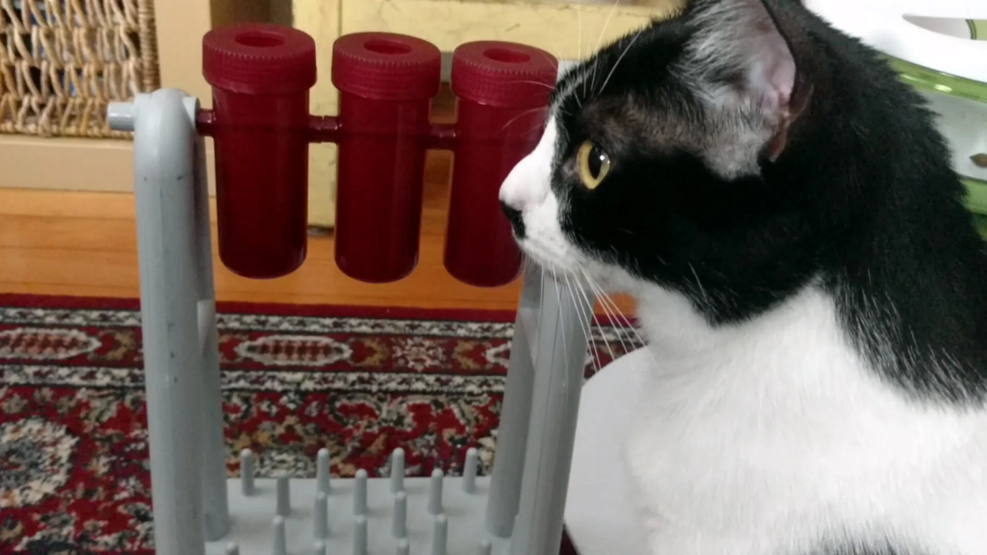 Does Your Cat Need a Puzzle Toy? What the Science Says