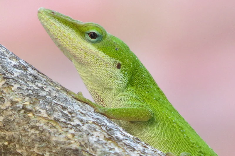 Texas Anole