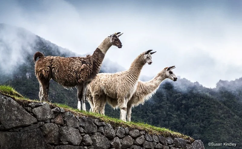 Three Llamas