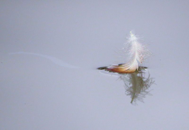 Best of Show - Youth Junior - Maddie Nolan - Feather on Water