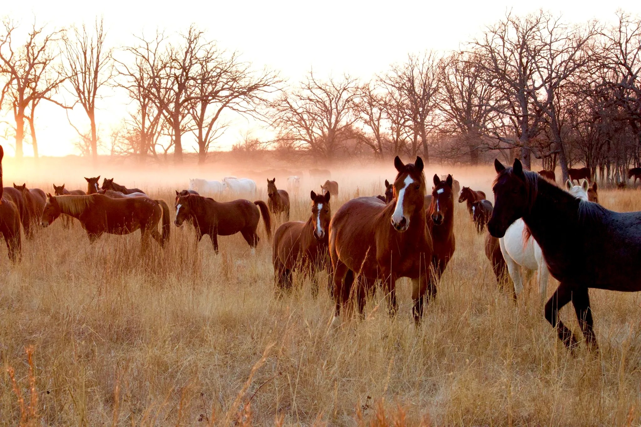 Mowdy Ranch Mustangs