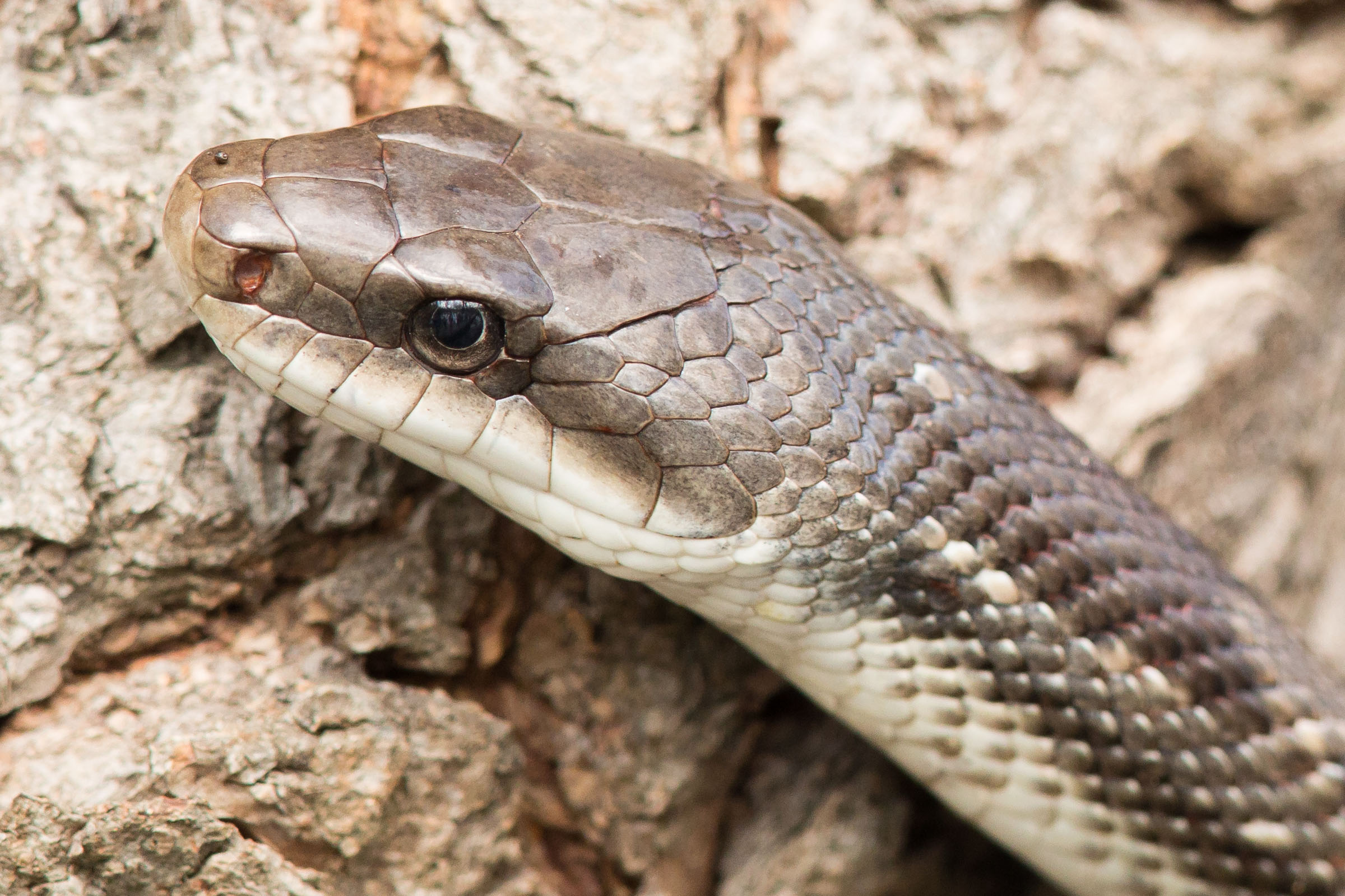 TexasRatSnake - MikeCameron.jpg