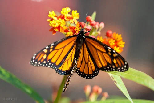 Texas Discovery Gardens - Butterfly House