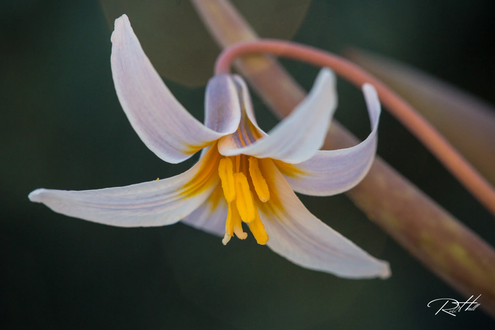 Trout Lilies