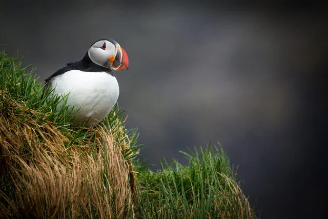 2019 Members Choice Winner - Alan Abair.jpeg