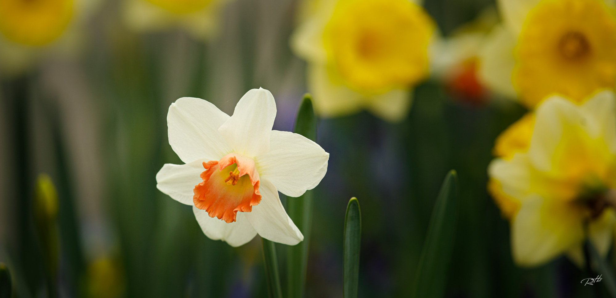 Daffodil Farm ** New Date**