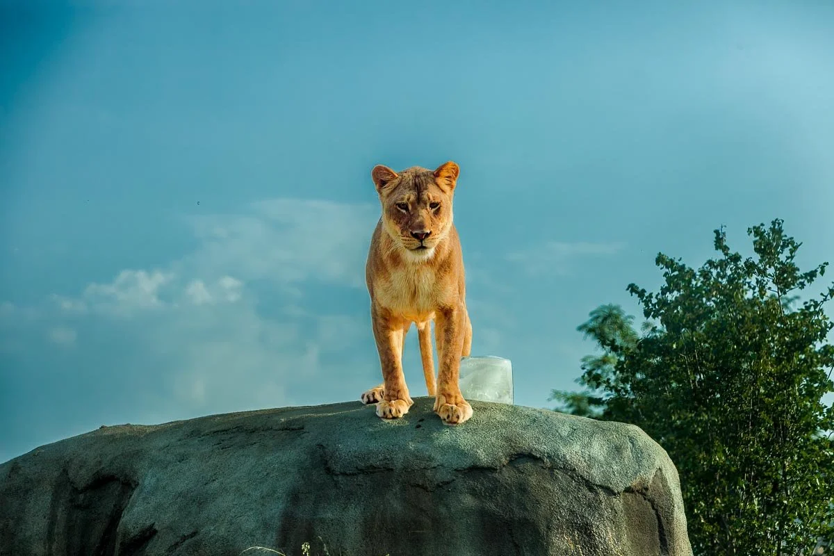 Dallas Zoo **Date Change**