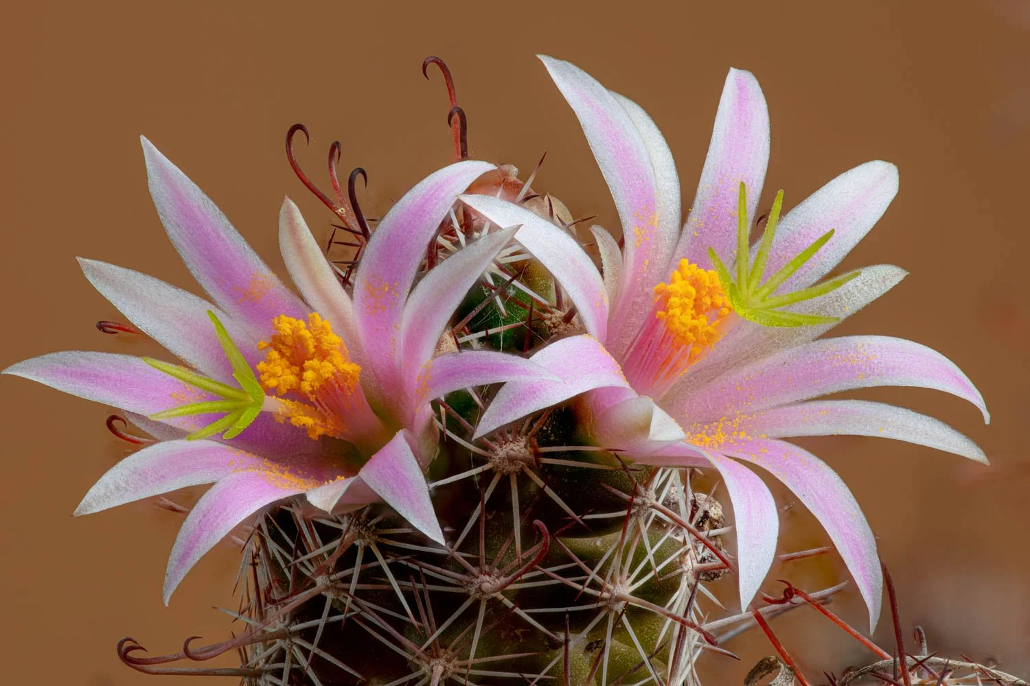 Macro Workshop - Irwin Lightstone