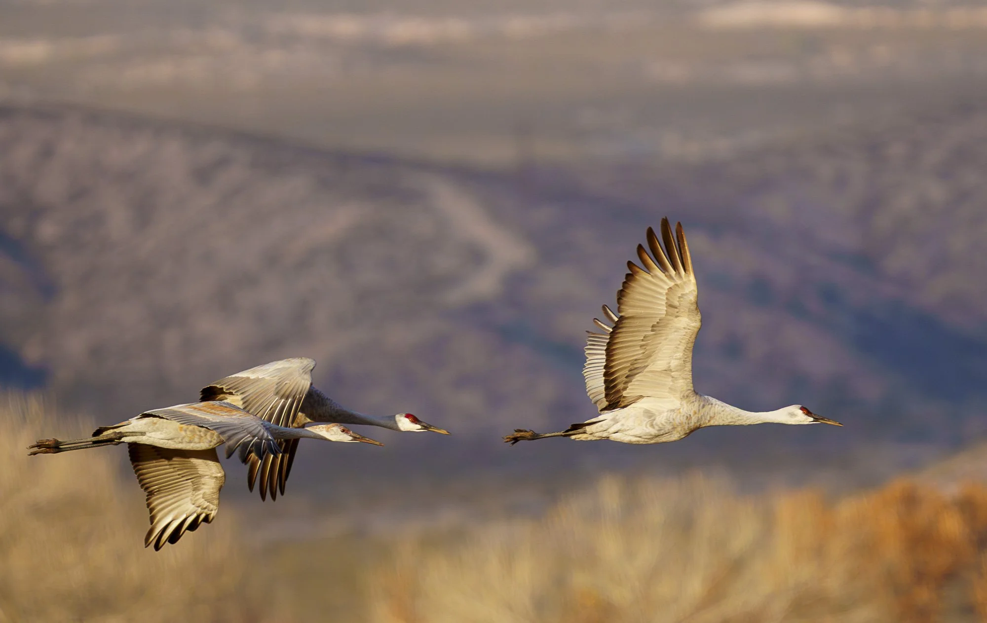 Bosque del Apache National Wildlife Refuge
